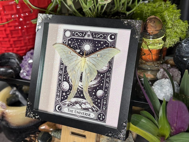 Puede incluir: Una obra de arte enmarcada con una polilla verde p&aacute;lido con intrincados patrones en las alas, montada sobre una impresi&oacute;n de tem&aacute;tica celestial. La impresi&oacute;n incluye planetas, estrellas y las palabras "The Universe". El marco es negro con esquinas plateadas decorativas.