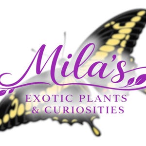 May include: A logo for "Mila's Exotic Plants & Curiosities" shows a purple butterfly with black and yellow detailing. The text is in purple script and sans-serif fonts.