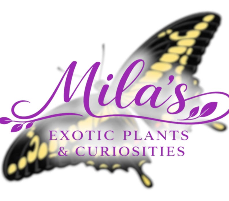 May include: A logo for "Mila's Exotic Plants & Curiosities" shows a purple butterfly with black and yellow detailing. The text is in purple script and sans-serif fonts.