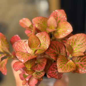 May include: A Fittonia plant featuring small, oval-shaped leaves with a vibrant pink and red base color. The foliage is marked by a distinct network of fine, bright green veins that create a contrasting pattern across the surface of each leaf.
