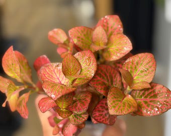 Red Alert Fittonia albivenis Live Plant | Red Nerve Plant, Terrarium Houseplant