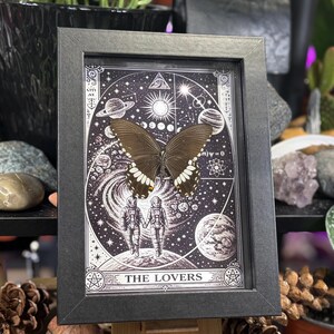 Puede incluir: Una obra de arte enmarcada con un esp&eacute;cimen de mariposa. El marco negro rodea una ilustraci&oacute;n de carta del tarot con elementos celestiales y las palabras "THE LOVERS". La mariposa tiene alas de color marr&oacute;n oscuro con marcas blancas. La obra se exhibe.