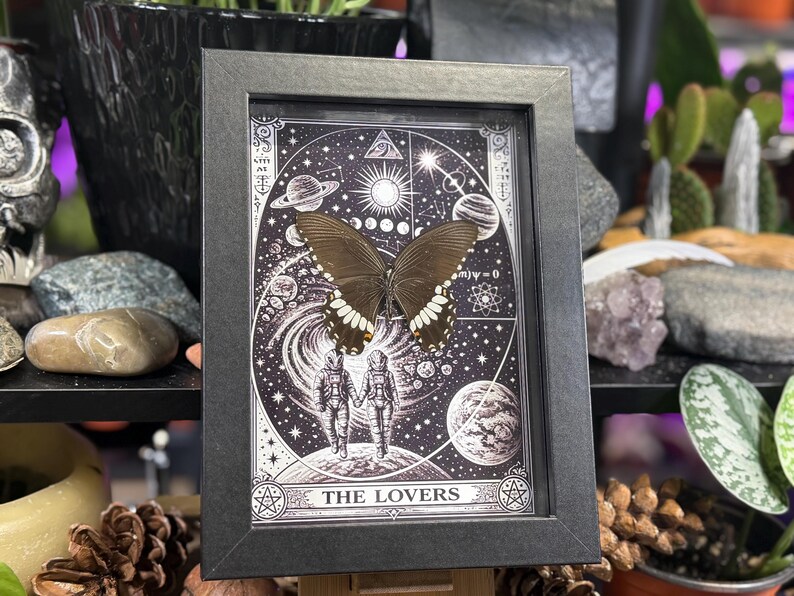 Puede incluir: Una obra de arte enmarcada con un esp&eacute;cimen de mariposa. El marco negro rodea una ilustraci&oacute;n de carta del tarot con elementos celestiales y las palabras "THE LOVERS". La mariposa tiene alas de color marr&oacute;n oscuro con marcas blancas. La obra se exhibe.