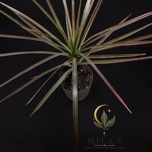 Op de afbeelding: Een Dracaena marginata plant met lange, dunne, puntige bladeren met groene centra en roze-rode randen, in een pot. Een goudkleurig logo met een halve maan en bladeren boven de tekst MILA'S EXOTIC PLANTS AND CURIOSITIES.