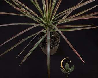 Pode incluir: Uma planta Dracaena marginata com folhas longas, finas e pontiagudas, com centros verdes e bordas vermelho-rosadas, num vaso. Um logótipo dourado com uma lua crescente e folhas sobre o texto MILA'S EXOTIC PLANTS AND CURIOSITIES.