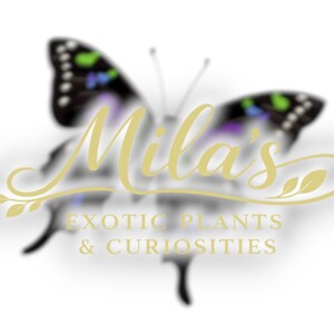 May include: A logo featuring a butterfly with black and colorful wings, and the text "Mila's Exotic Plants & Curiosities" in gold script. The butterfly is slightly blurred, with the text in sharp focus.