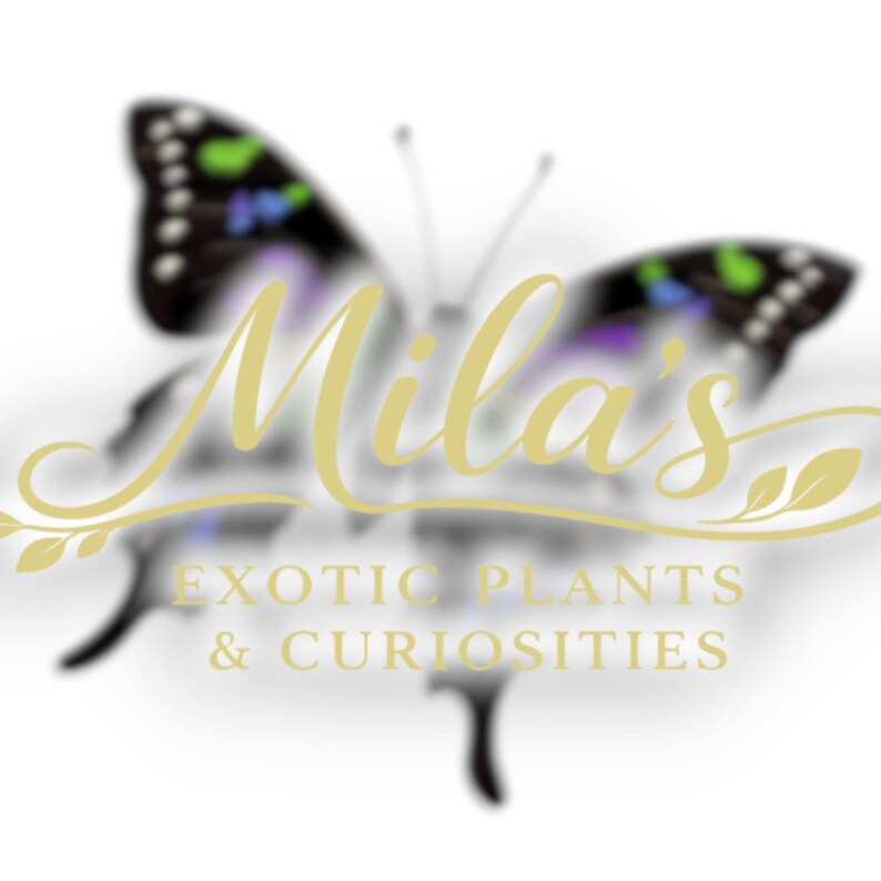 May include: A logo featuring a butterfly with black and colorful wings, and the text "Mila's Exotic Plants & Curiosities" in gold script. The butterfly is slightly blurred, with the text in sharp focus.