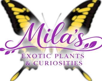 May include: A logo with a butterfly design, its wings in yellow and black. The name "Mila's" is written in purple script, with the text "EXOTIC PLANTS & CURIOSITIES" below.
