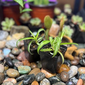 May include: Two small spider plants in black square pots with green and white striped leaves. The plants sit on a bed of colorful stones. Other potted plants are visible in the background, with a blurred focus.