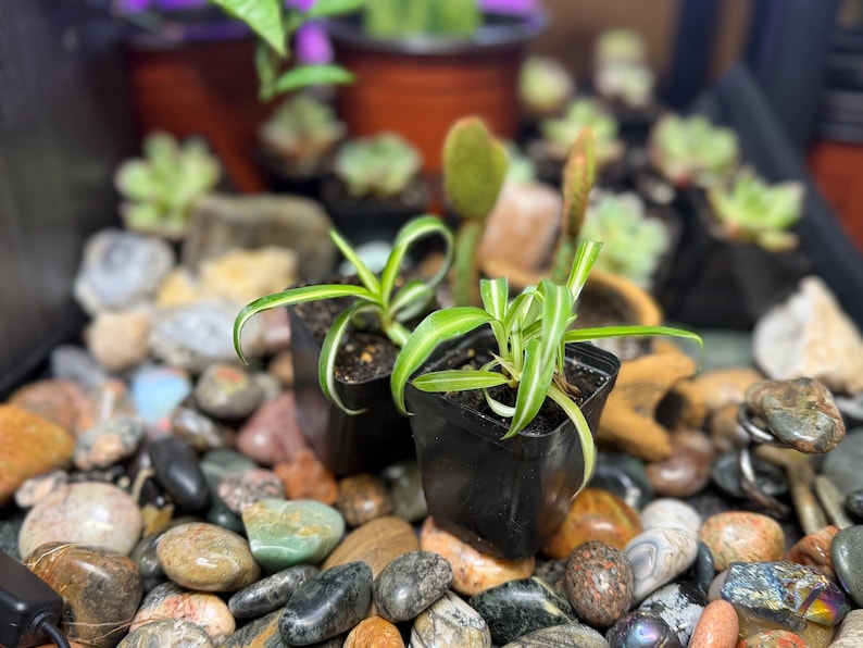 May include: Two small spider plants in black square pots with green and white striped leaves. The plants sit on a bed of colorful stones. Other potted plants are visible in the background, with a blurred focus.