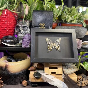 May include: A framed butterfly artwork with a black frame and a grey background. The butterfly features gold and white detailing. The artwork is displayed on a wooden stand, surrounded by plants, rocks, and decorative items.