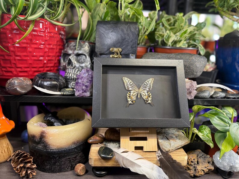 May include: A framed butterfly artwork with a black frame and a grey background. The butterfly features gold and white detailing. The artwork is displayed on a wooden stand, surrounded by plants, rocks, and decorative items.