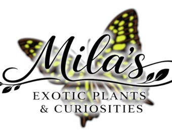 Puede incluir: Logotipo de "Mila's Exotic Plants & Curiosities" con una mariposa con marcas amarillas y negras. El nombre de la empresa está en una elegante escritura, con el lema debajo en una fuente serif.