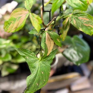 May include: A Syngonium plant featuring variegated arrow-shaped leaves with a mix of deep green, light green, and soft pink patches. The plant is supported by a black plastic trellis, with several leaves displaying distinct color patterns.