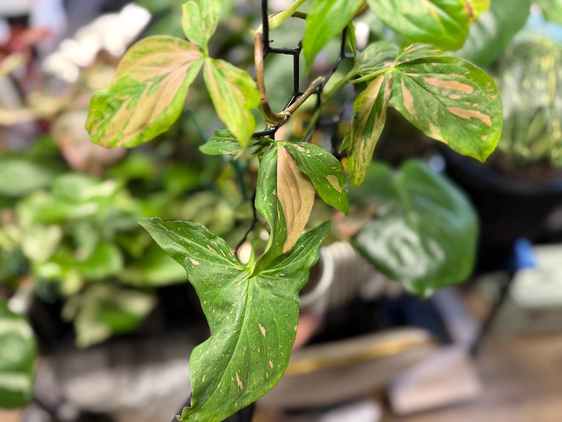 May include: A Syngonium plant featuring variegated arrow-shaped leaves with a mix of deep green, light green, and soft pink patches. The plant is supported by a black plastic trellis, with several leaves displaying distinct color patterns.