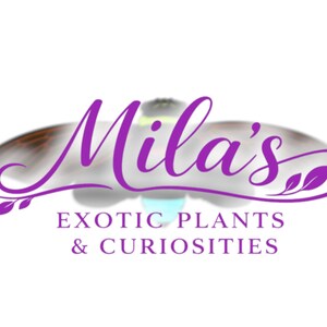 Pode incluir: Logotipo roxo para "Mila's Exotic Plants & Curiosities". O texto est&aacute; em it&aacute;lico, com um design de borboleta acima. O fundo &eacute; branco.