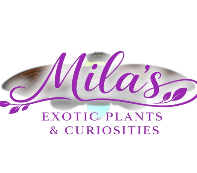 Pode incluir: Logotipo roxo para "Mila's Exotic Plants & Curiosities". O texto est&aacute; em it&aacute;lico, com um design de borboleta acima. O fundo &eacute; branco.