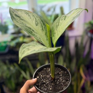 May include: An Aglaonema plant with variegated leaves featuring a mix of creamy white and light green patterns. The plant has a central stem and is potted in a black plastic container filled with dark potting soil, showing a new leaf unfurling.