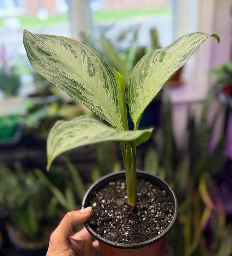 May include: An Aglaonema plant with variegated leaves featuring a mix of creamy white and light green patterns. The plant has a central stem and is potted in a black plastic container filled with dark potting soil, showing a new leaf unfurling.