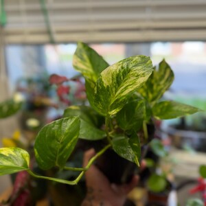 K&ouml;nnte beinhalten: Eine Pothos-Pflanze im Topf mit herzf&ouml;rmigen Bl&auml;ttern, die panaschierte Muster in Dunkelgr&uuml;n und Cremegelb aufweisen. Das Blattwerk w&auml;chst an schlanken, biegsamen Stielen und zeigt eine Mischung aus einfarbig gr&uuml;nen und marmorierten Bl&auml;ttern.