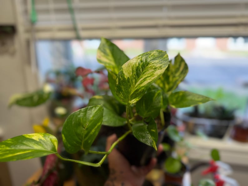 K&ouml;nnte beinhalten: Eine Pothos-Pflanze im Topf mit herzf&ouml;rmigen Bl&auml;ttern, die panaschierte Muster in Dunkelgr&uuml;n und Cremegelb aufweisen. Das Blattwerk w&auml;chst an schlanken, biegsamen Stielen und zeigt eine Mischung aus einfarbig gr&uuml;nen und marmorierten Bl&auml;ttern.