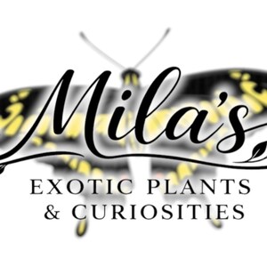May include: Logo for Mila's Exotic Plants & Curiosities. The logo features the name "Mila's" in elegant script above the text "EXOTIC PLANTS & CURIOSITIES". A butterfly with yellow and black wings forms the background.