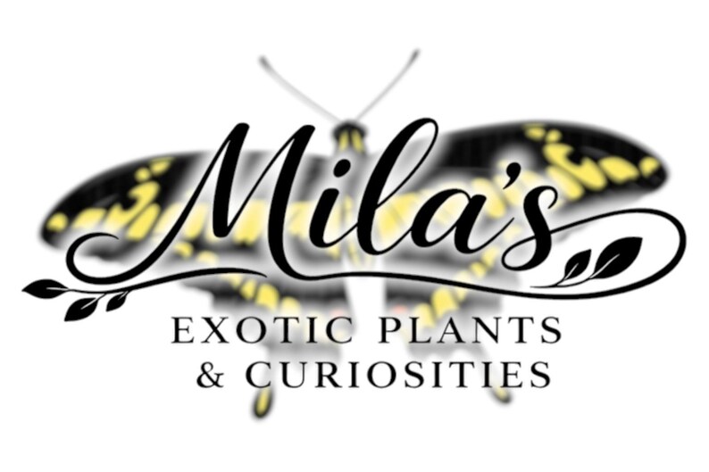 May include: Logo for Mila's Exotic Plants & Curiosities. The logo features the name "Mila's" in elegant script above the text "EXOTIC PLANTS & CURIOSITIES". A butterfly with yellow and black wings forms the background.