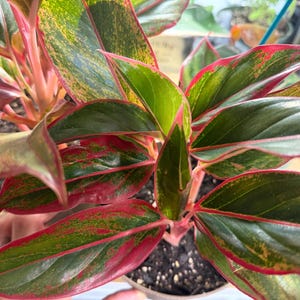May include: An Aglaonema plant featuring pointed, lance-shaped leaves with a variegated pattern of deep forest green, bright lime green, and vibrant pink edges. The stems are a light pink hue, and the plant is potted in dark, moist soil.