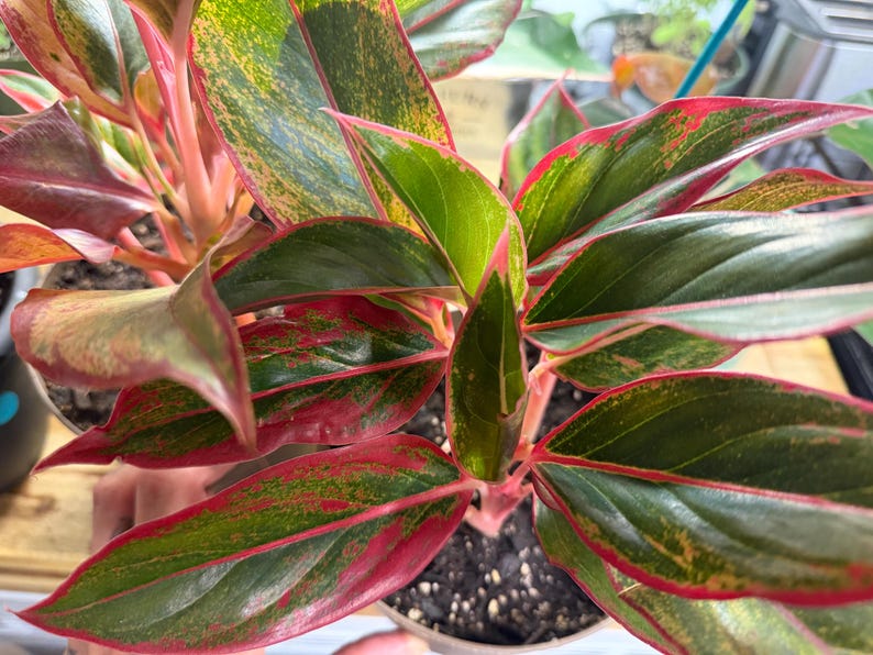 May include: An Aglaonema plant featuring pointed, lance-shaped leaves with a variegated pattern of deep forest green, bright lime green, and vibrant pink edges. The stems are a light pink hue, and the plant is potted in dark, moist soil.