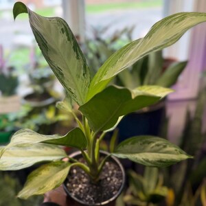 May include: An Aglaonema plant with variegated leaves featuring shades of light green, cream, and white. The plant has elongated, pointed foliage growing from a central stem and is potted in a dark container filled with dark potting soil.