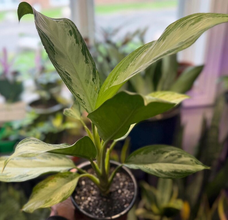 May include: An Aglaonema plant with variegated leaves featuring shades of light green, cream, and white. The plant has elongated, pointed foliage growing from a central stem and is potted in a dark container filled with dark potting soil.