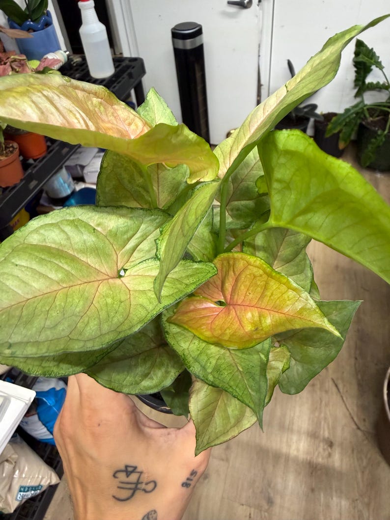 May include: A Syngonium plant featuring arrow-shaped leaves with a variegated color palette of light green, lime, and soft pink hues. The foliage displays prominent veining and a smooth texture, with some leaves showing a gradient of pink at the center.