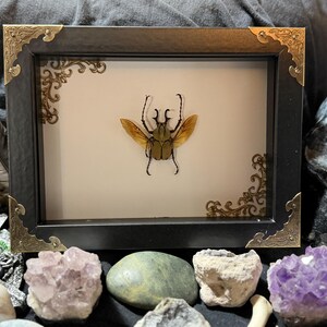 Puede incluir: Una exhibici&oacute;n de insectos enmarcada con un escarabajo conservado con alas de color canela y un cuerpo oscuro. El marco negro tiene adornos dorados en las esquinas. La exhibici&oacute;n est&aacute; rodeada de cristales, piedras y una calavera.