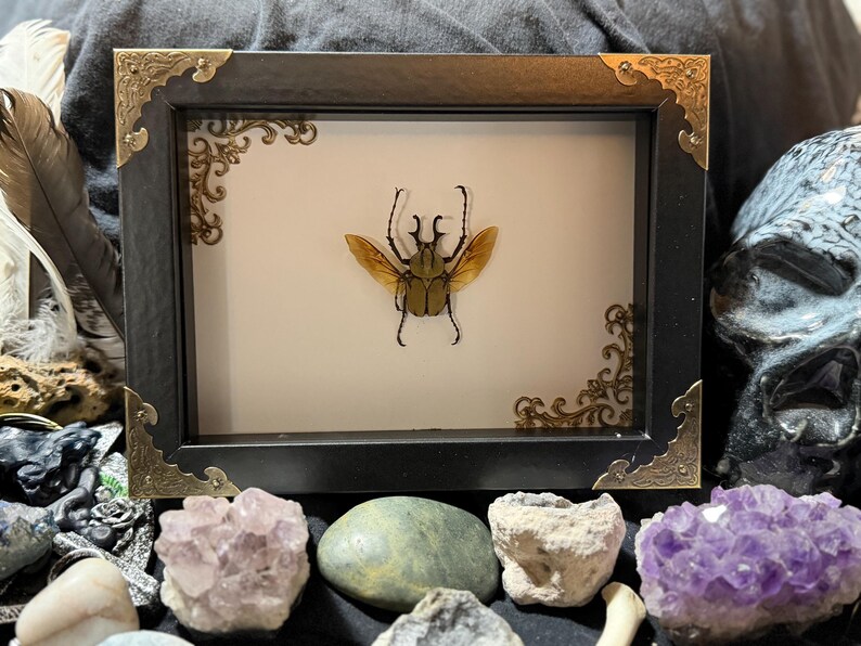 Puede incluir: Una exhibici&oacute;n de insectos enmarcada con un escarabajo conservado con alas de color canela y un cuerpo oscuro. El marco negro tiene adornos dorados en las esquinas. La exhibici&oacute;n est&aacute; rodeada de cristales, piedras y una calavera.
