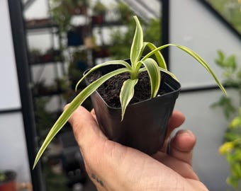 Variegated Spider Plant - Straight Leaf Blade, Green Center Stripe, White Edges