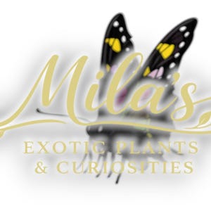Puede incluir: Logotipo de Mila's Exotic Plants & Curiosities. El logotipo presenta una mariposa con alas negras, lunares amarillos y blancos y acentos rosas. El nombre "Mila's" est&aacute; escrito en una fuente dorada fluida sobre el nombre de la empresa.
