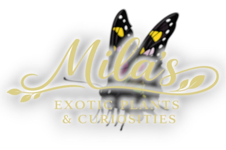 Puede incluir: Logotipo de Mila's Exotic Plants & Curiosities. El logotipo presenta una mariposa con alas negras, lunares amarillos y blancos y acentos rosas. El nombre "Mila's" est&aacute; escrito en una fuente dorada fluida sobre el nombre de la empresa.