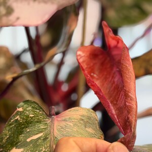 May include: A Philodendron plant featuring heart-shaped leaves with variegated patterns of dark green and light pink. One prominent, elongated leaf displays a deep reddish-pink hue with a textured surface, while other leaves show mottled pink and green.