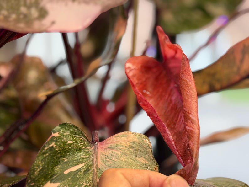 May include: A Philodendron plant featuring heart-shaped leaves with variegated patterns of dark green and light pink. One prominent, elongated leaf displays a deep reddish-pink hue with a textured surface, while other leaves show mottled pink and green.