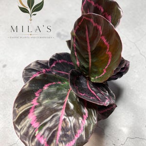 May include: A Calathea plant with dark, glossy, oval-shaped leaves featuring vibrant pink, jagged, vein-like patterns. The plant is positioned below a logo that reads MILA'S EXOTIC PLANTS AND CURIOSITIES with a crescent moon and leaf graphic.