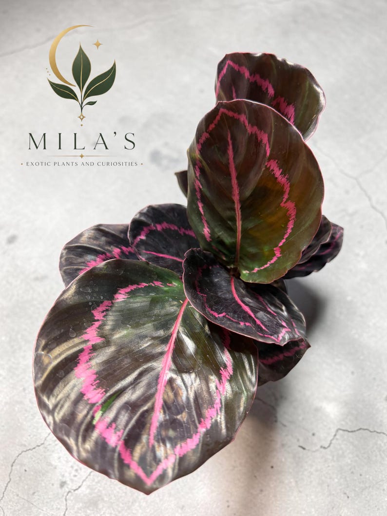 May include: A Calathea plant with dark, glossy, oval-shaped leaves featuring vibrant pink, jagged, vein-like patterns. The plant is positioned below a logo that reads MILA'S EXOTIC PLANTS AND CURIOSITIES with a crescent moon and leaf graphic.