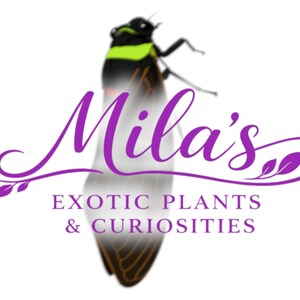 Pode incluir: Um logotipo para "Mila's Exotic Plants & Curiosities" apresenta uma cigarra estilizada com corpo preto, listra amarela e asas transl&uacute;cidas. O texto "Mila's" est&aacute; em escrita roxa, com o nome da empresa abaixo.
