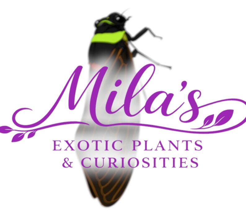 Pode incluir: Um logotipo para "Mila's Exotic Plants & Curiosities" apresenta uma cigarra estilizada com corpo preto, listra amarela e asas transl&uacute;cidas. O texto "Mila's" est&aacute; em escrita roxa, com o nome da empresa abaixo.