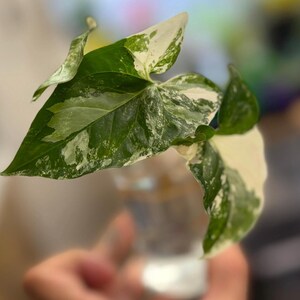 May include: A Syngonium plant cutting with variegated leaves featuring a mix of deep green and creamy white patterns. The plant stem is submerged in a clear glass container filled with water, showcasing the distinct color contrast of the foliage.