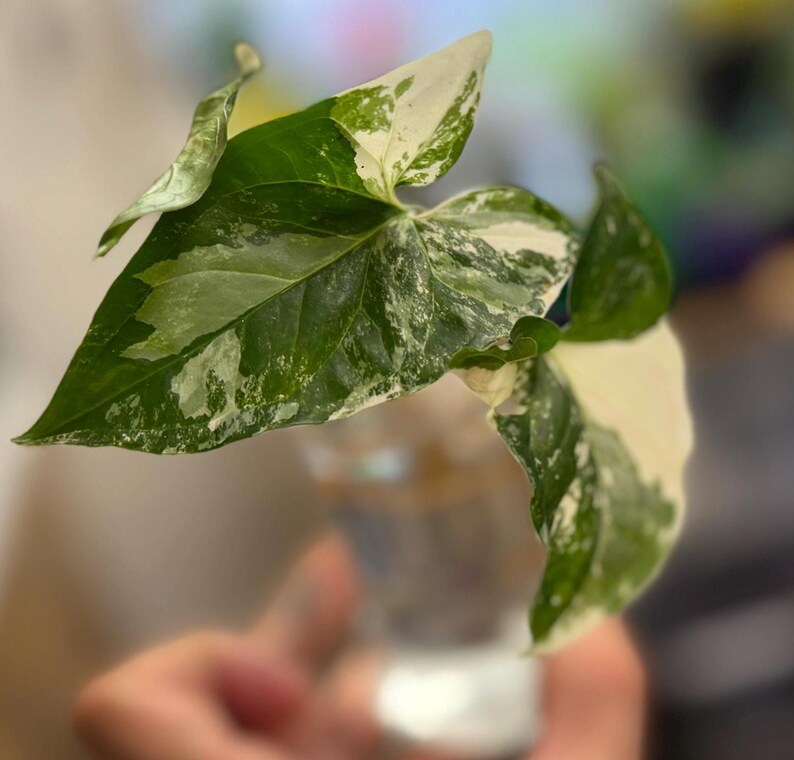 May include: A Syngonium plant cutting with variegated leaves featuring a mix of deep green and creamy white patterns. The plant stem is submerged in a clear glass container filled with water, showcasing the distinct color contrast of the foliage.