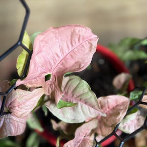 May include: A Syngonium podophyllum plant with arrow-shaped leaves in shades of soft pink and light green, supported by a black geometric metal trellis. The plant is potted in a round red container filled with dark potting soil.
