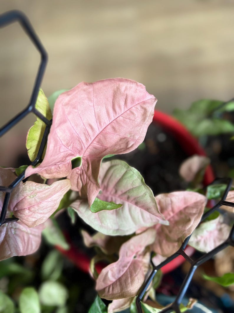 May include: A Syngonium podophyllum plant with arrow-shaped leaves in shades of soft pink and light green, supported by a black geometric metal trellis. The plant is potted in a round red container filled with dark potting soil.