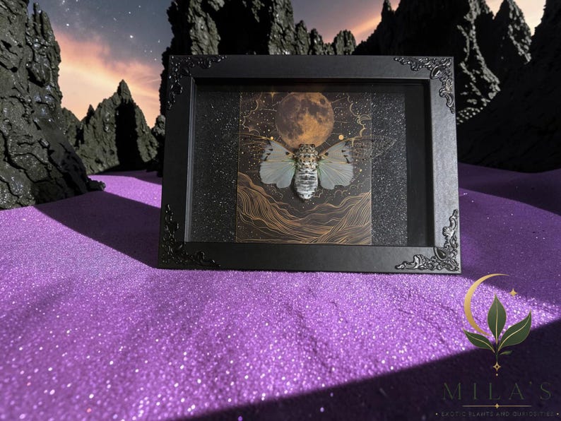 White Ghost Cicada Framed Art, Full Moon Shadow Box, Ornate Gothic Decor, 5x7 image 8