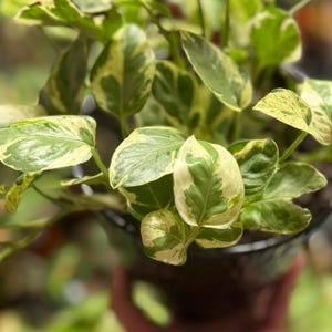 May include: A variegated pothos plant with heart-shaped leaves featuring a mix of deep green and creamy white patterns. The plant is potted in a dark, smooth container, with multiple stems extending outward, showcasing the distinct color contrast.