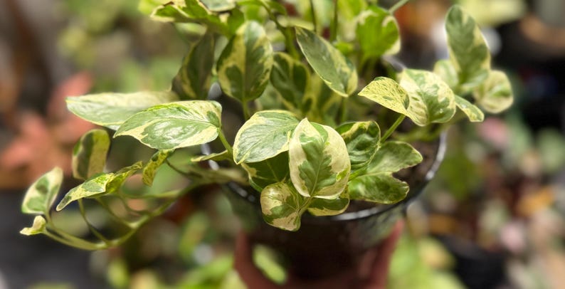 May include: A variegated pothos plant with heart-shaped leaves featuring a mix of deep green and creamy white patterns. The plant is potted in a dark, smooth container, with multiple stems extending outward, showcasing the distinct color contrast.